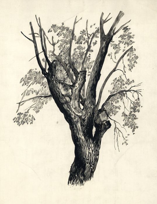 Adrian Hill - Early 20th Century Pen and Ink Drawing, Tree Study