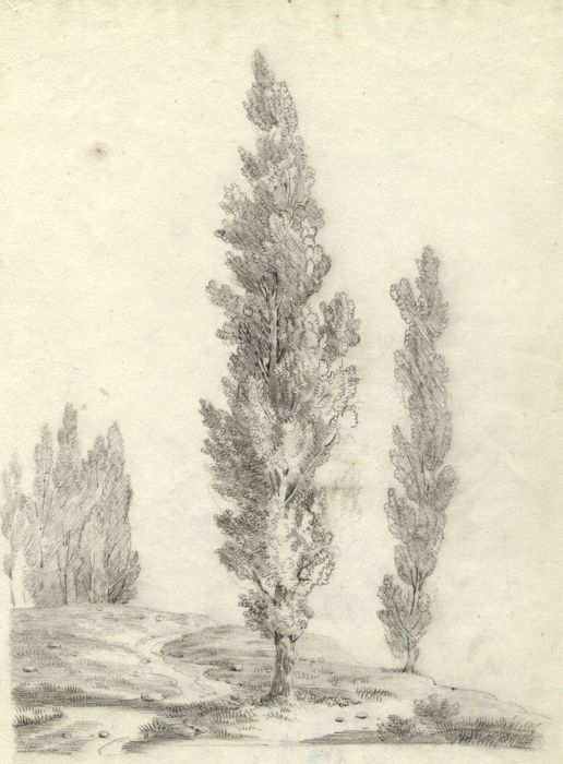 Mid 19th Century Graphite Drawing - Trees in Landscape