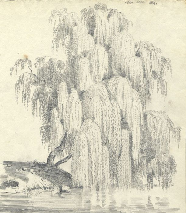 Mid 19th Century Graphite Drawing - Willow Tree