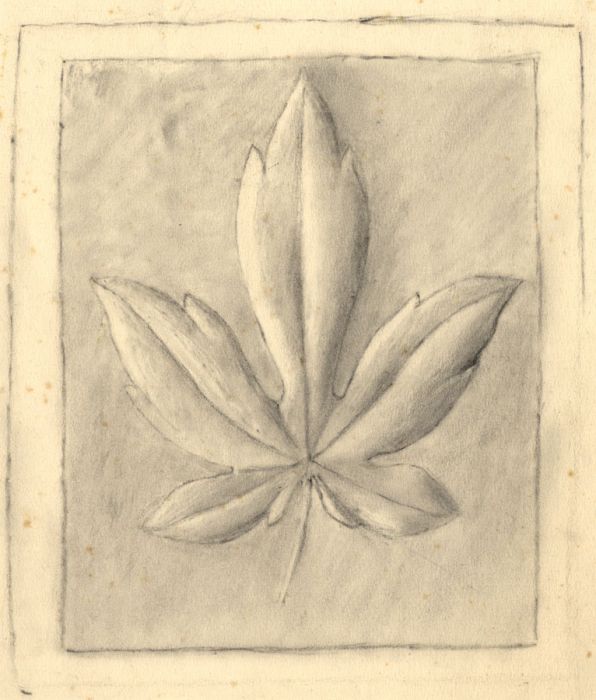 19th Century Graphite Drawing - Leaf