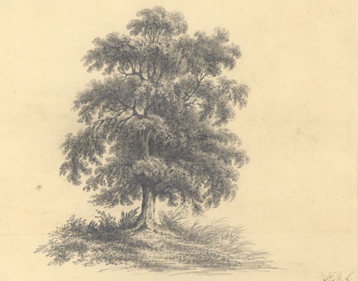 Monogram F.M.L. - Early 19th Century Graphite Drawing, Tree Study
