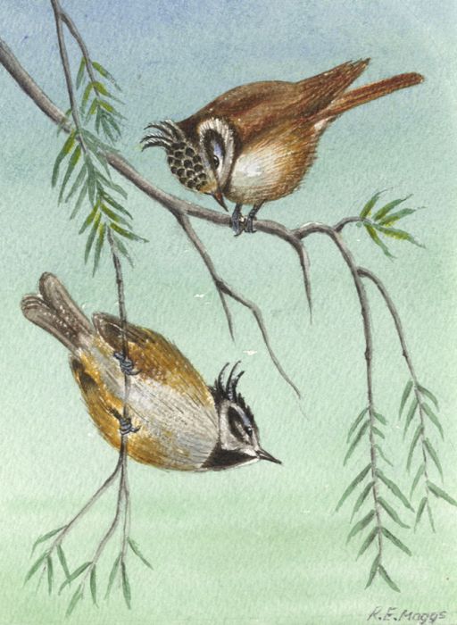 R.E. Maggs - 2002 Watercolour, Crested Tits