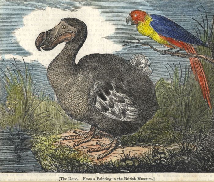 19th Century Engraving - The Dodo