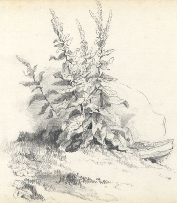 1880 Graphite Drawing - Boulder and Fox Gloves