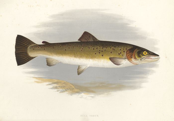 Benjamin Fawcett - 1879 Wood Engraving, Bull Trout