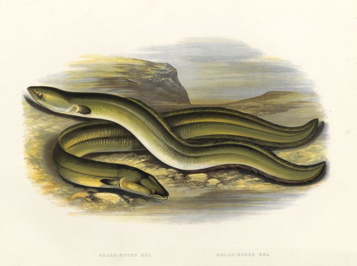 Benjamin Fawcett - 1879 Wood Engraving, Sharp-Nosed Eel, Broad-Nosed Eel