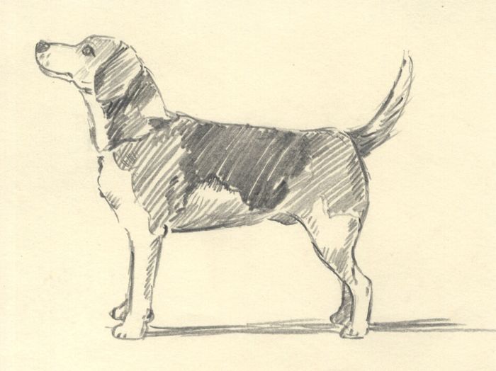Keith Burtonshaw - Mid 20th Century Graphite Drawing, Beagle