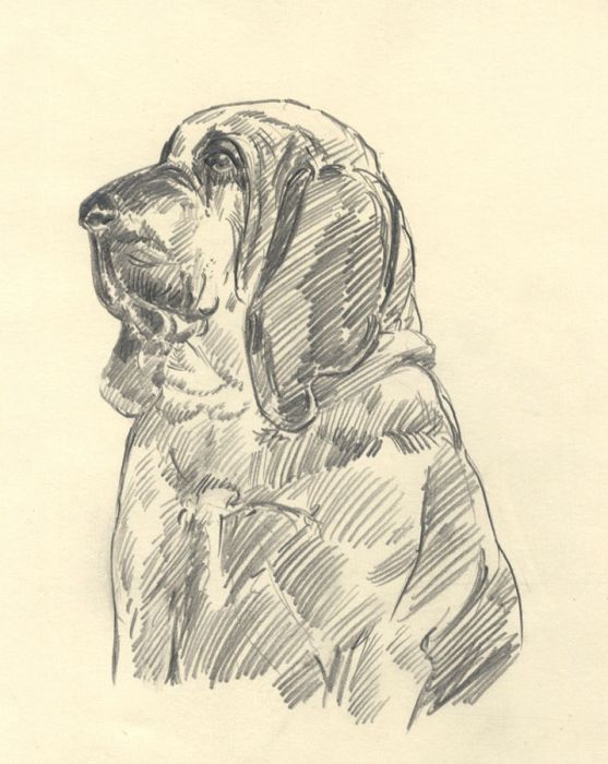 Keith Burtonshaw - Mid 20th Century Graphite Drawing, Bloodhound
