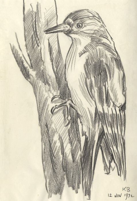 Keith Burtonshaw - 1972 Graphite Drawing, Woodpecker