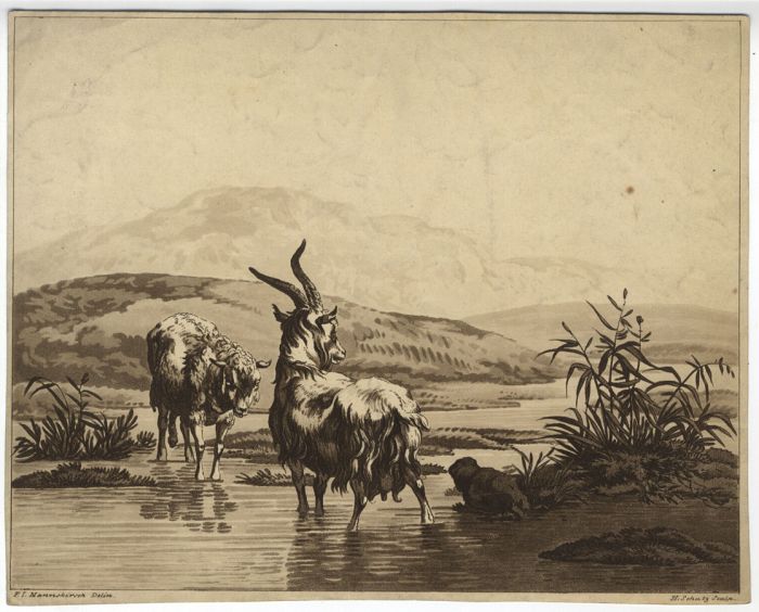 H. Schutz - 1813 Aquatint, Sheep and Goat