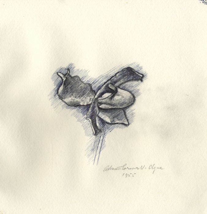 Adrian Cornwell-Clyne MBE FRPS - 1955 Pen and Ink Drawing, Flower