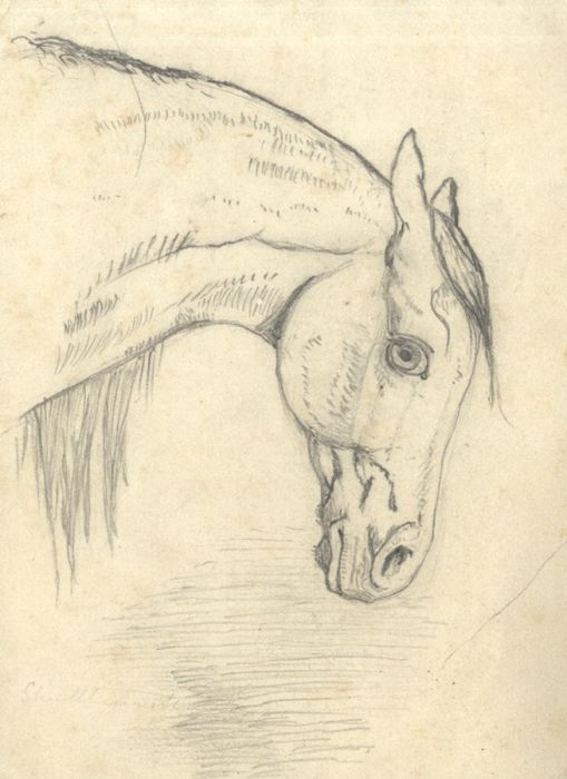 Late 19th Century Graphite Drawing - Horse