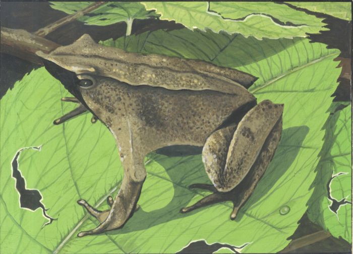 1979 Gouache - Darwin's Frog Illustration, "Look & Learn" Magazine