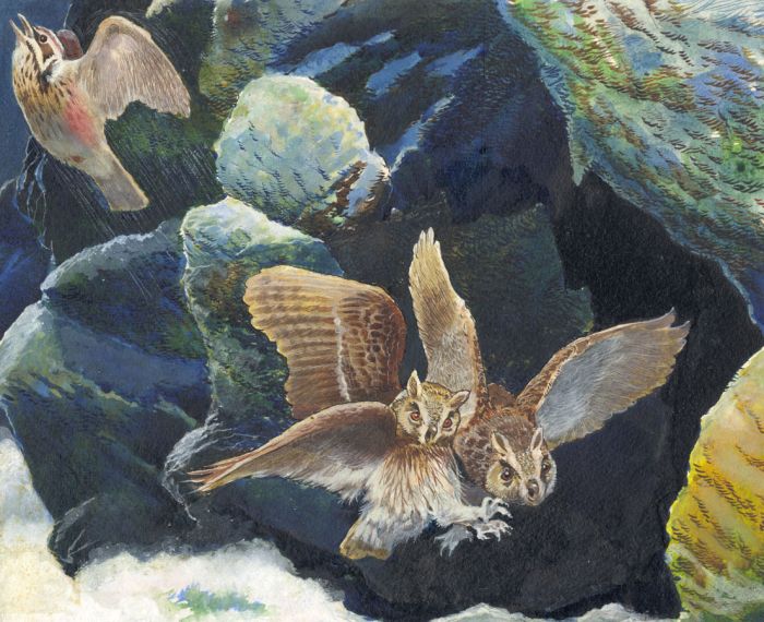 Mid 20th Century Gouache - Long-Eared Owl Illustration