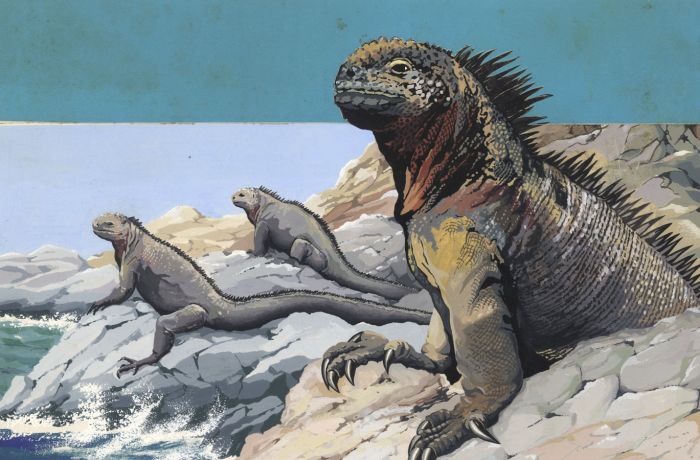 Arthur Oxenham - Mid 20th Century Gouache, The Marine Iguanas