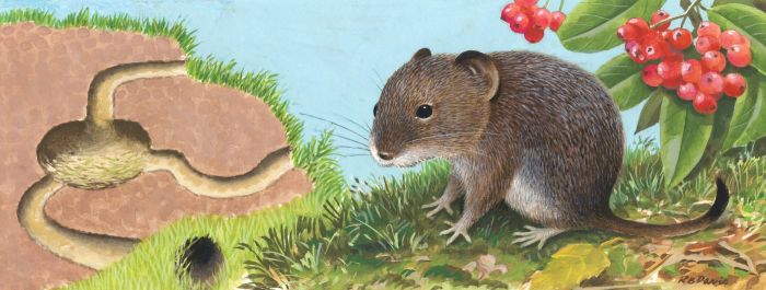 Reginald B Davis - Mid 20th Century Gouache, Vole Illustration, Once Upon a Time
