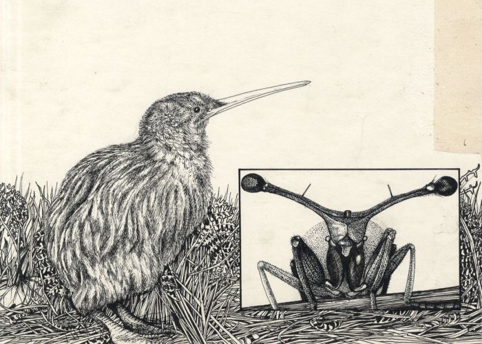 Janet Blakeley - 1979 Pen and Ink Drawing, The Kiwi & Fly, "Look & Learn"