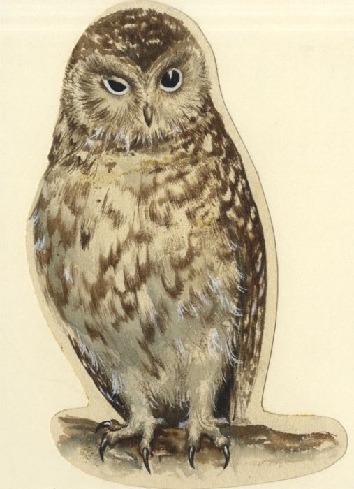 Mid 20th Century Gouache - Owl Illustration from "Storybook"
