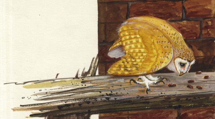 Mid 20th Century Gouache - Barn Owl Illustration