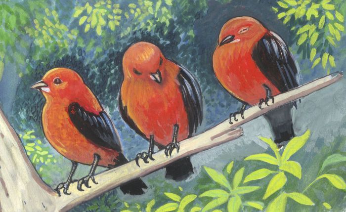 Mid 20th Century Gouache - Scarlet Tanagers, "Once Upon a Time" Magazine