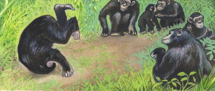 Mid 20th Century Gouache - Chimpanzees Illustration, "Once Upon a Time" Magazine