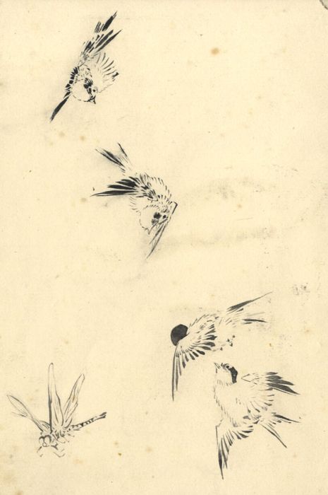 Early 20th Century Pen and Ink Drawing - Studies of Swallows