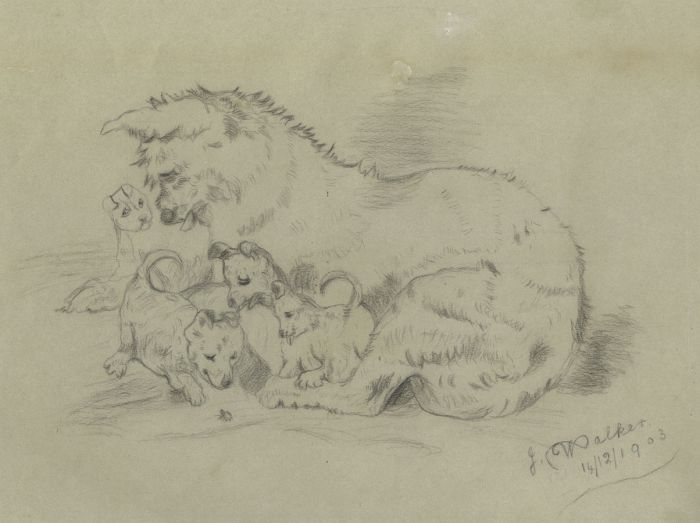 J. Walker - 1903 Charcoal Drawing, Mother Dog and Pups