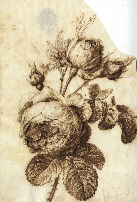 19th Century Pen and Ink Drawing - Roses