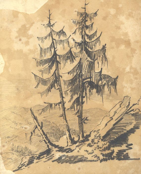 19th Century Graphite Drawing - Tree Study