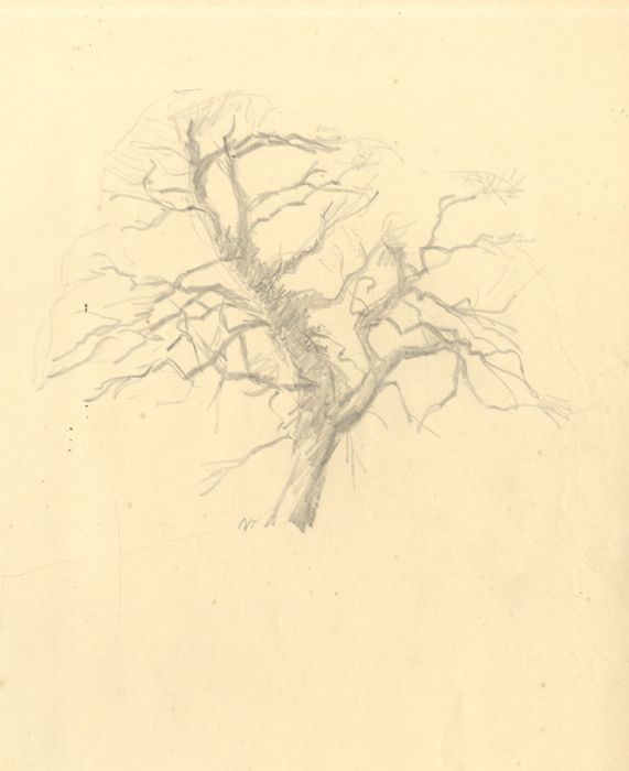 G H Holloway - Mid 20th Century Graphite Drawing, Sketch of Old Tree