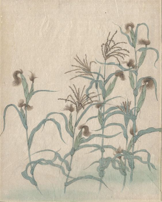 Mid 20th Century Oriental Woodblock - Corn Plants