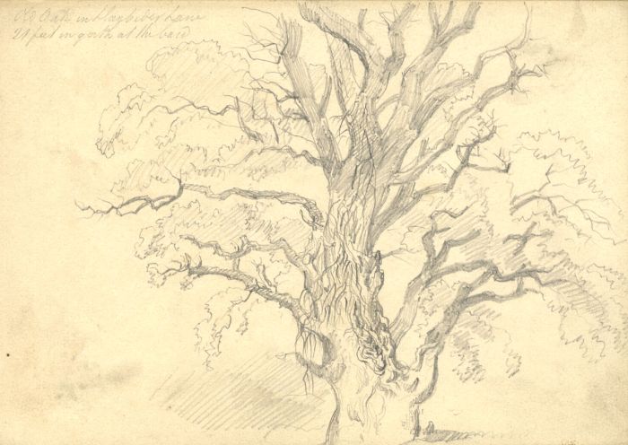 19th Century Graphite Drawing - Oak in Llanbedr Lane