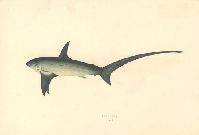 Set of 3 1862 Wood Engravings - Shark and Thrasher