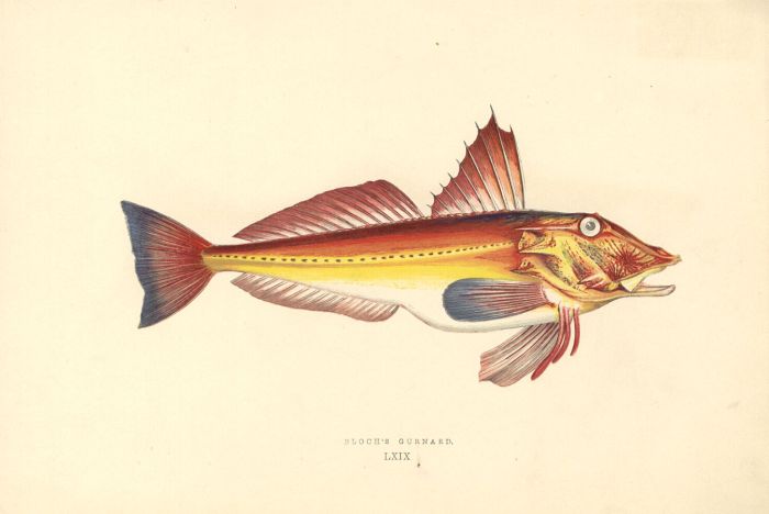Set of 3 1862 Wood Engravings - Gurnard