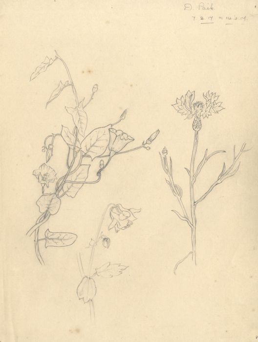 Dorothy Pask, 1917 - Set of Three Graphite Botanical Studies