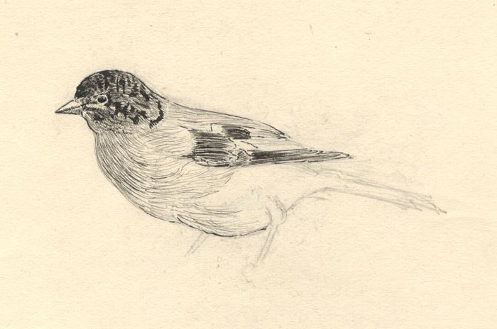 Dorothy Pask - Early 20th Century Pen and Ink Drawing, Small Bird Study