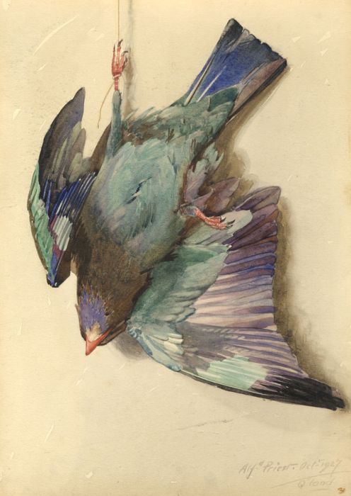 Alfred Priest - 1927 Watercolour, Dead Bird Study