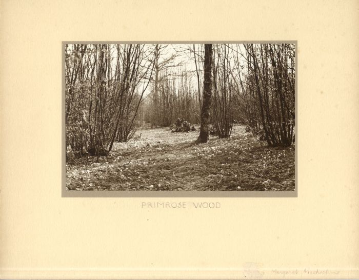 Margaret Bernard [Mackechnie] - Mid 20th Century Photograph, Primrose Wood
