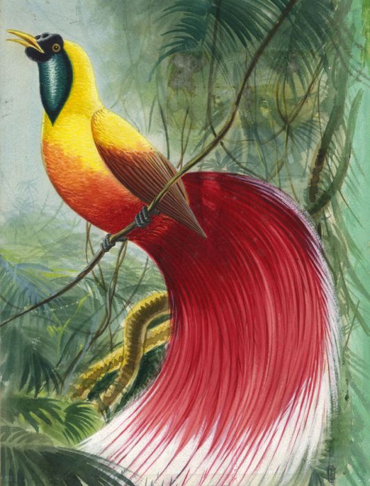1965 Gouache - Bird of Paradise Illustration - Treasure Book of Animals