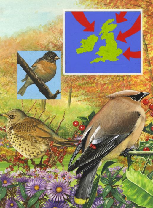1980 Gouache - Bird Migration Study Illustration - Look & Learn Magazine
