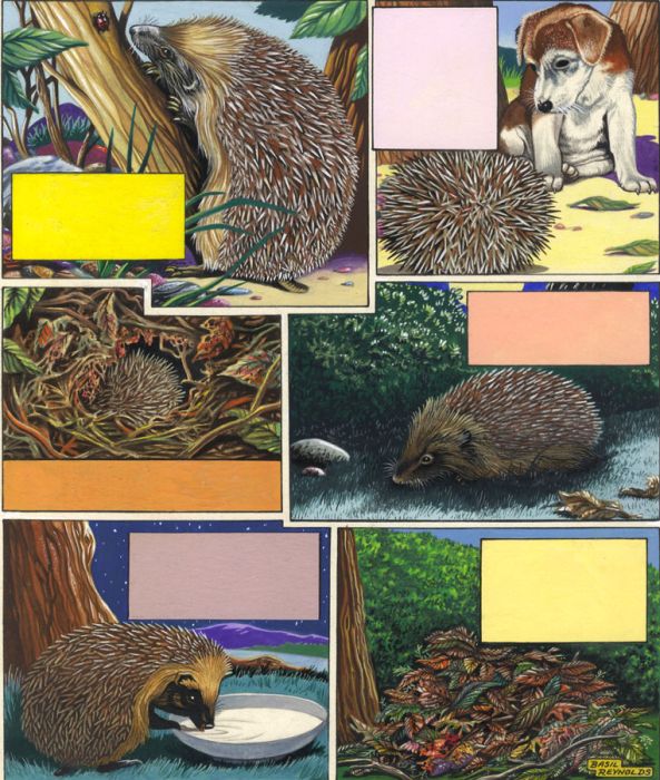 Basil Reynolds - 1976 Gouache, Hedgehog Illustration - Look & Learn Book of Pets