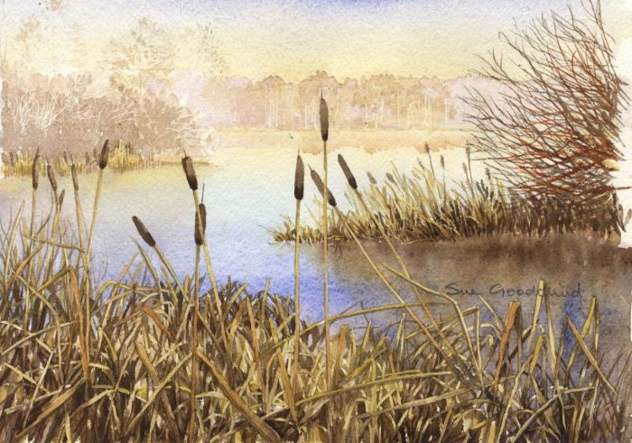 Bull Rushes Drawings Sue Goodchild - Contemporary Watercolour, Bulrushes