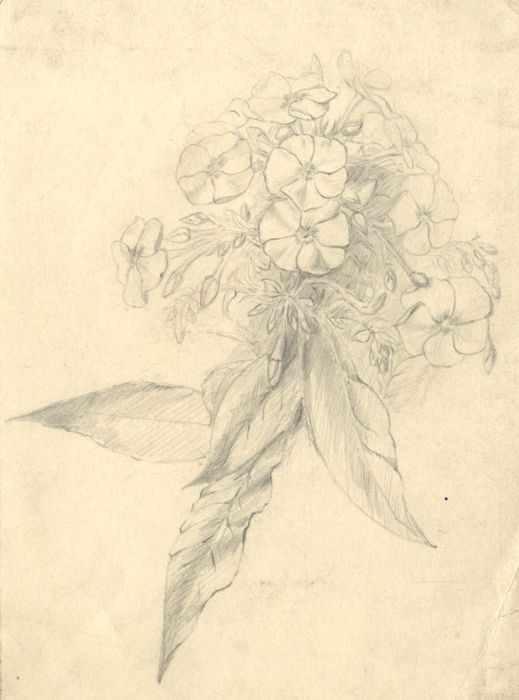 Mid 20th Century - Set of Two Graphite Flower Drawings