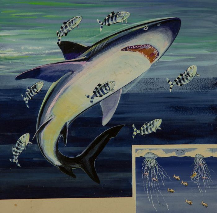 1966 Gouache - Shark Illustration for 'Treasure' Children's Magazine