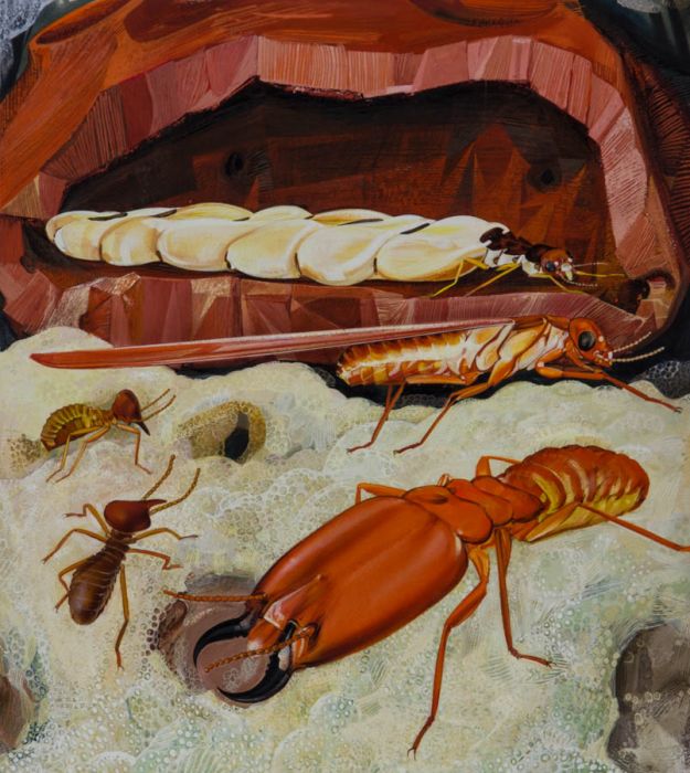1969 Gouache - Insect Illustration for 'Look & Learn' Book
