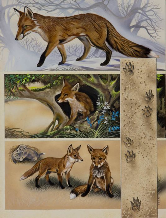 Pratt - Mid 20th Century Gouache, Original Fox Illustrations