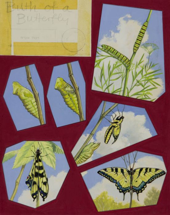 Mid 20th Century Gouache - Birth of a Butterfly Original Illustration
