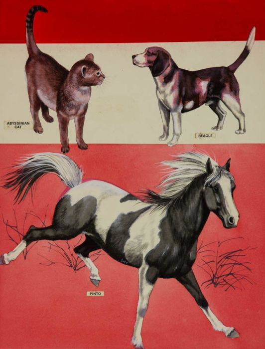 Arthur Oxenham - 1967 Gouache, Original Animal Illustrations