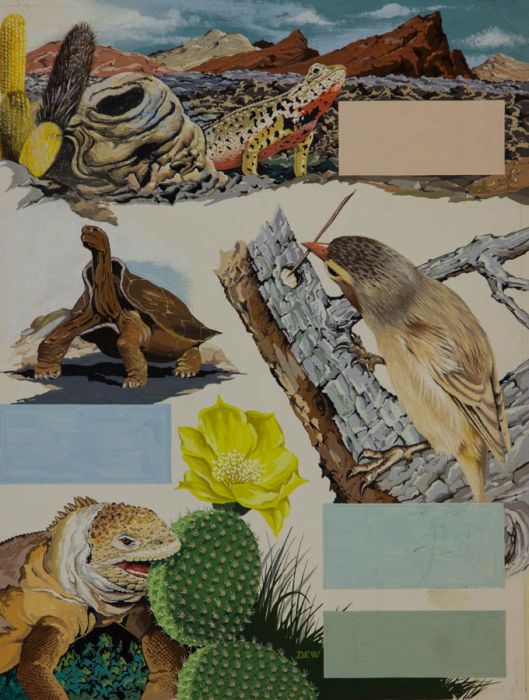 1967 Gouache - Original Wildlife Illustration for 'Treasure'