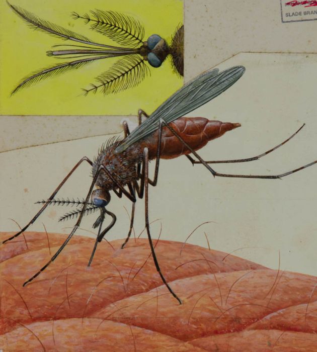 1982 Gouache - Mosquito Illustration for 'Look & Learn'